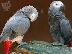 PoulaTo: Τέλεια μιλάμε Κονγκό Αφρικής γκρι παπαγάλοι με κλουβί για ένα νέο σπίτι...